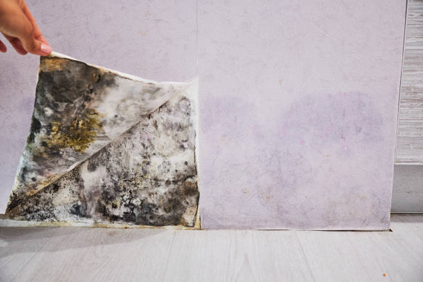 Best Certified Mold Removal  in Darlington, SC
